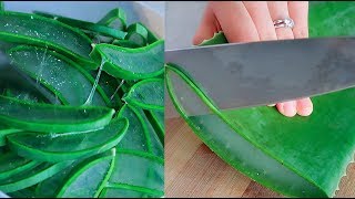 Oddly Satisfying Cutting Aloe Vera!