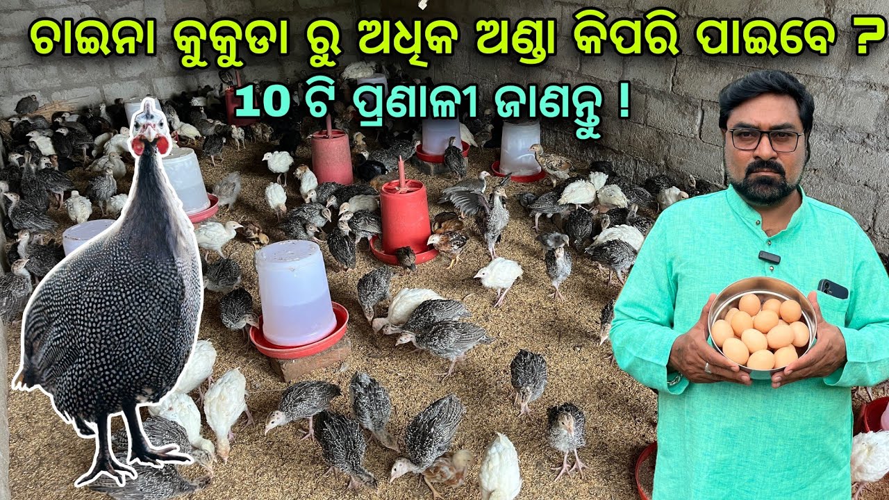 ଚାଇନାକୁକୁଡ଼ା କିପରି ରଖିଲେ ଅଧିକ ଅଣ୍ଡା ଦେବ? guineafowl farm in odisha 