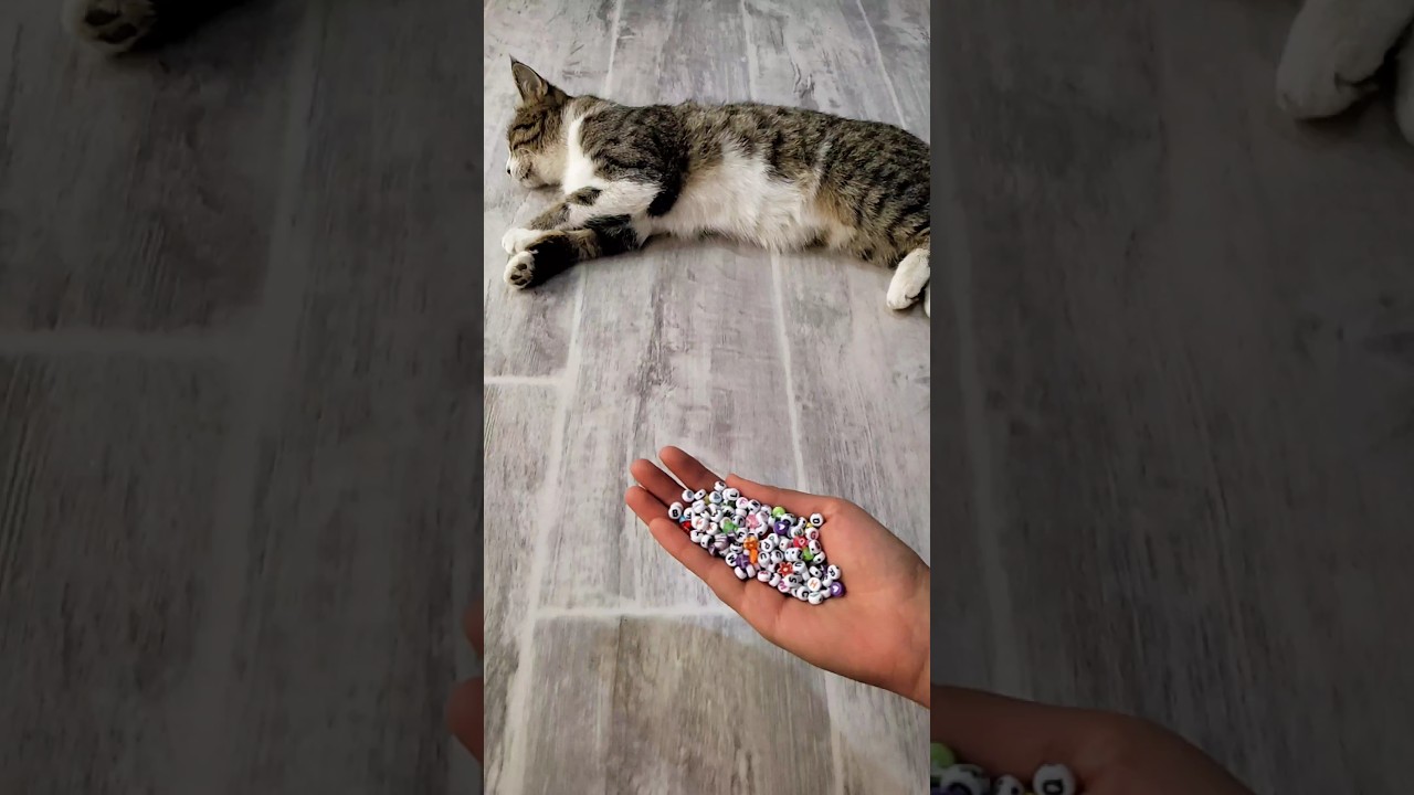 Satisfying Cat Tommy ASMR 🩵🤍 Reverse Video 