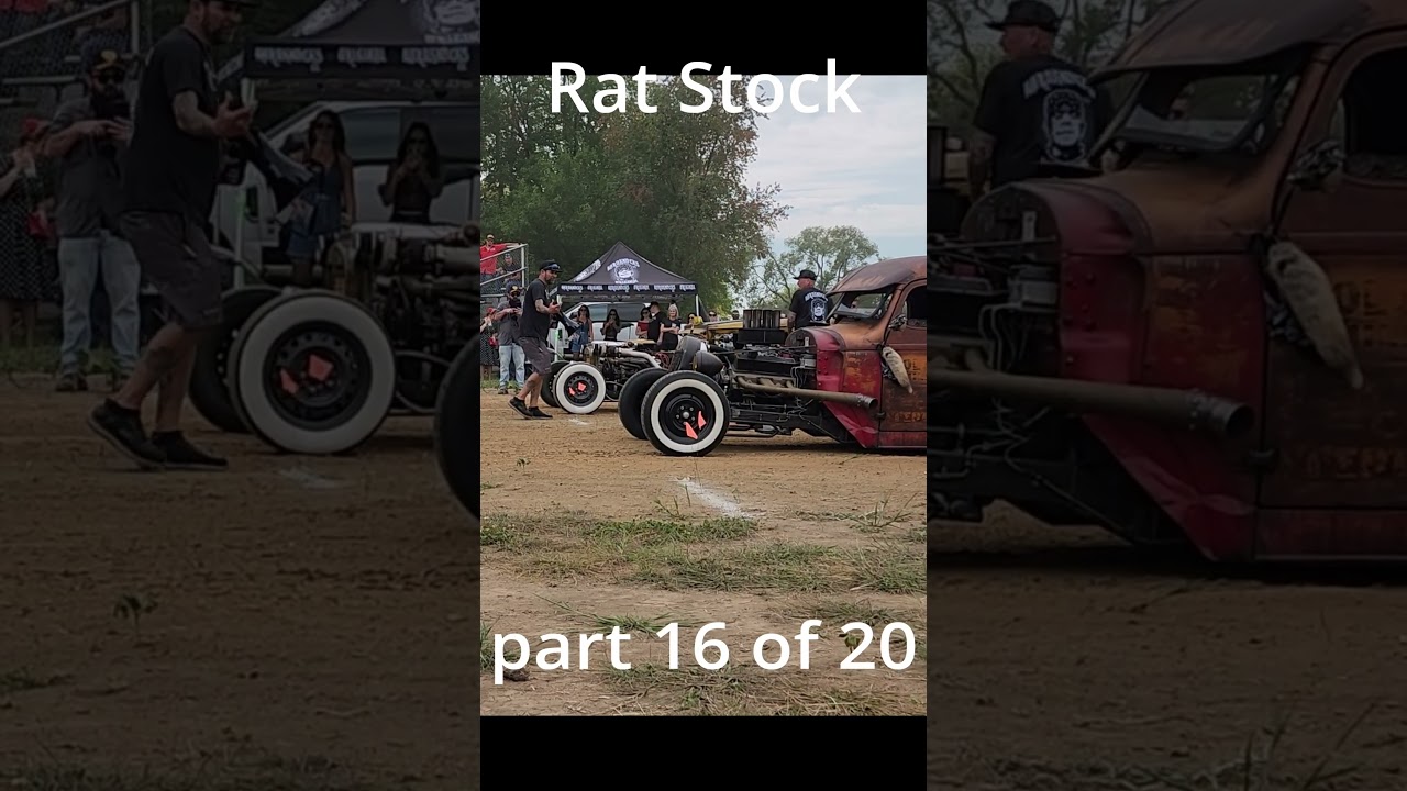 rat stock 16