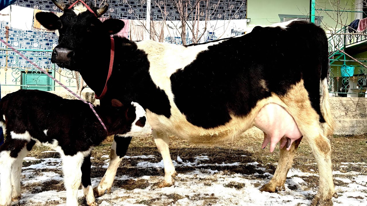 Фрухта шуд рахмат барои бовари