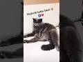 Hıçkırık tuttu beni 😻🥰🤭 #hıçkırık #kedivideoları #turkishcat #cat #keşfet #scottish #funny #kedi
