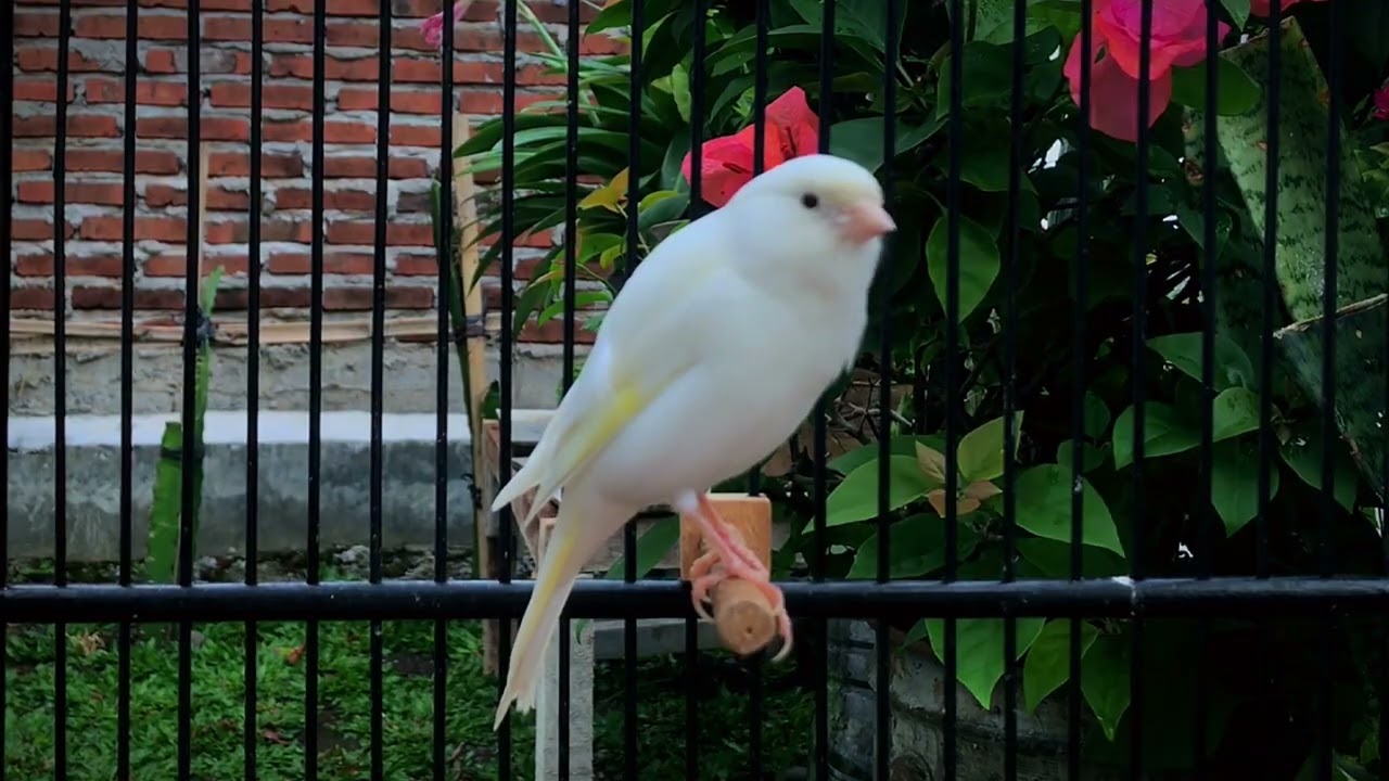 Belgian Canary Singing Video Legend‼️ The Best Canary Training Song🐦