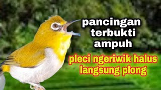 Pancingan Pleci Ngeriwik Agar Buka Paruh Ngeplong