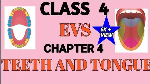 CLASS 4 | EVS | TEETH AND TONGUE | SUPRIYA RAI | NCERT | Environment Studies