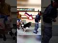 Streamer and Dog Go Viral Doing the Funniest Live Stream