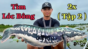 Truy Tìm Lóc Bông 2x ( tập 2 )