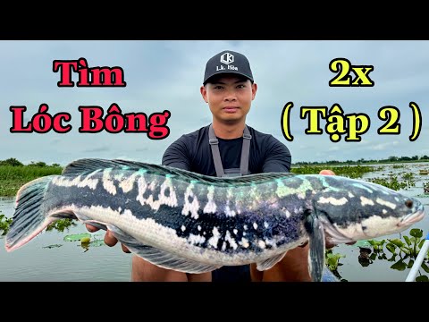 Truy Tìm Lóc Bông 2x ( tập 2 )