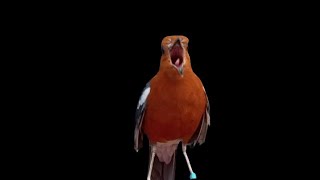 Download Lagu ANIS MERAH NGPLONG GACOR \ MP3