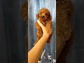 Top notch toy apricot poodle puppies avilable