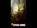 Scientists Split One Himalayan Pit Viper Into 5 Hidden Species #Shorts