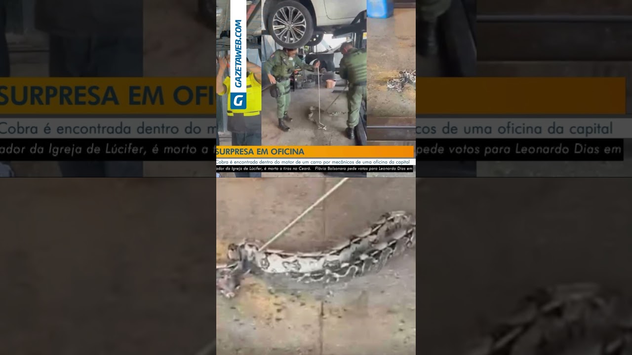 Jiboia é encontrada dentro de motor de carro em oficina de Maceió