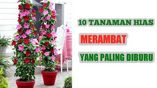 10 Tanaman Hias Merambat Berbunga Yang Paling Diburu