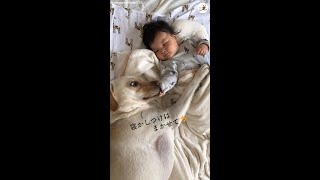 【優しいベビーシッター】赤ちゃんを頑張って寝かしつけるワンコ♪ あったかい雰囲気に心なごむ。 #Shorts