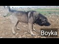 مشوار صوب المزرعة لبنان البقاع الغربي الشواغير مشوار صوب المزرعة لبنان البقاع الغربي الشواغير