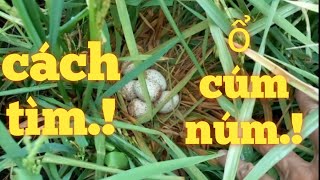 #1. Chia sẻ cách tìm ổ cúm núm, gà đồng, gà nước hiệu quả.