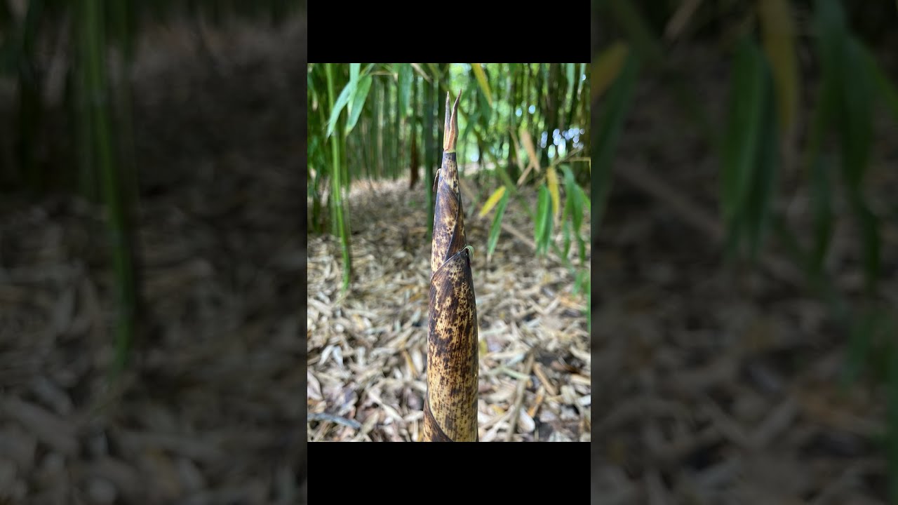 Phyllostachys prominens 高节竹  钢鞭哺鸡竹  爆节竹 고절죽 High node bamboo Steel whip chicken bamboo