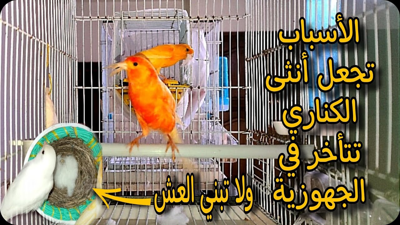 الأسباب التي تجعل أنثى الكناري تتأخر في الجهوزية ولا تبني العش🤔🐣؟؟ تعرف على عوامل وأسباب 🦜🐥🐣