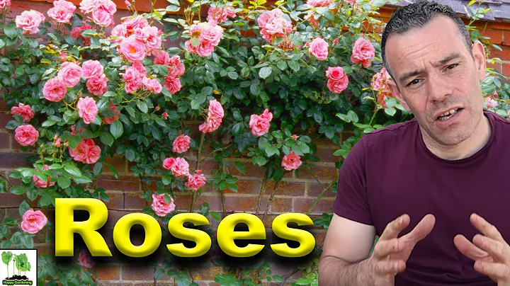 How To Grow Roses - This Is What Professionals Do! - DayDayNews