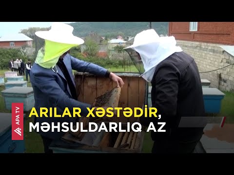 Bu il Astara balı baha olacaq – Qiymətlərdə 15 manat artım ola bilər - APA TV