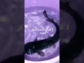 قرموط