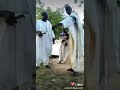 Idan Har Kallon Bai Saka Dariya Ba Kyautar Karin 1000 Amma Kayi Subscribe Idan Har Kallon Bai Saka Dariya Ba Kyautar Karin 1000 Amma Kayi Subscribe