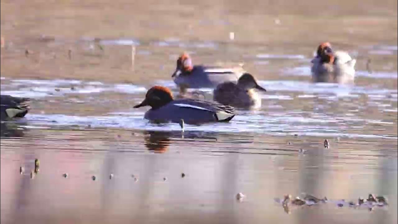 Krickenten in der Paarungszeit YouTube