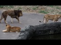 トワが心配ですね I'm worried about Towa Lion(ライオン) 多摩動物公園