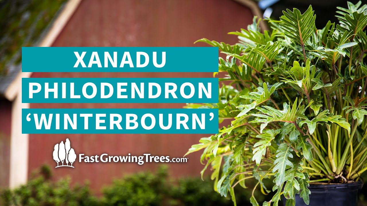 Xanadu Philodendron 'Winterbourn' | FastGrowingTrees.com 