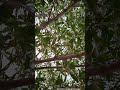 Sparrow at #IIT #campus Sparrow Chirping 😍♥️🕊️ #birdsounds #birds #birdslover #birdsong #iitjodhpur