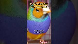 Secde Suresi 1. 14. Ayetler. okuyan Abdullah el musa