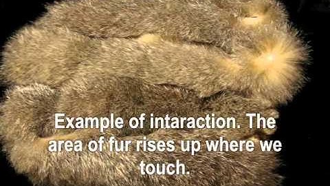 SIGGRAPH ASIA 2009 FurDisplay