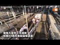 【社會】非洲豬瘟風暴釀21億損失 畜牧場父子判刑1年半、3年