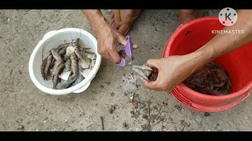 Vô Rừng Bần Bắt Cá Bóng Sao Về Làm Lẩu Mắm (Lai Rai) | Tôi Ở Miền Tây  Tập 01