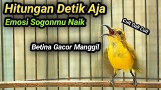 SOGON BETINA GACOR PENAIK EMOSI SOGON TROTOL GACOR CEPAT NAIK, FULL ISIAN NEMBAK PANJANG