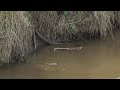 Detik-detik mancing bertemu Raja Ular, King Kobra