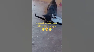عنبر كيأدب شيبوب غير بحنية سبحان الله كيعامل بحال ولدو هههه 