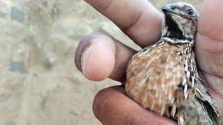 New morning quail bird sounds/Batair ki awaaz subah ki special sound/Female coturnix Quail Bird 
