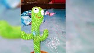 الصباره الراقصه بأقل سعر في مصر وكل المعلومات عنها dancing cactus 🌵😻