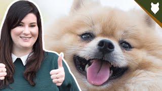 POMERANIAN HISTORY DEEPDIVE