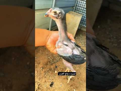 دجاج الهراتي الرصاصي