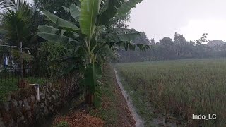 Beautiful Heavy Rain in My village,Fall Asleep Soundly With The Sound of Heavy Rain,Thunderstorm