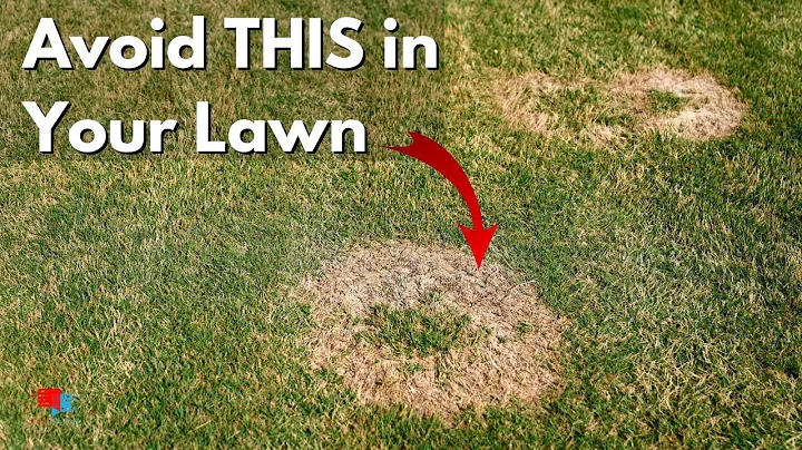 Get Rid of Lawn Fungus -  Brown Patch, Dollar Spot and MORE