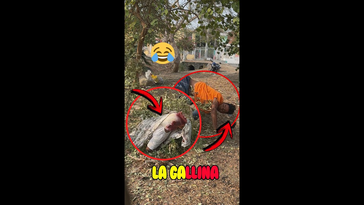 la gallina traviesa 🐔😂😂 #tendencias