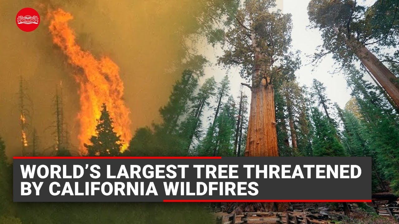 Climate Change: World’s largest tree threatened by California wildfires