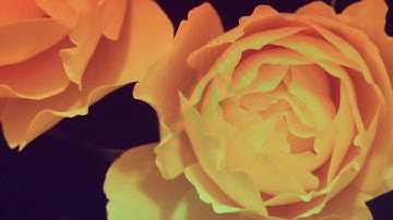 Single T - The Fragile Balance of Life