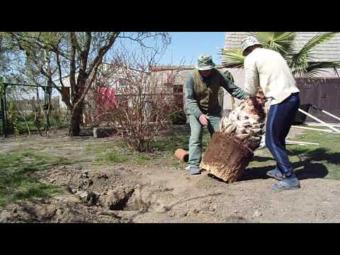 Videó: Washingtonia Hatalmas (Washingtonia Robusta) és Fonalas (Washingtonia Filifera), Hogyan Lehet Pálmafát Termeszteni Egy Városi Lakásban