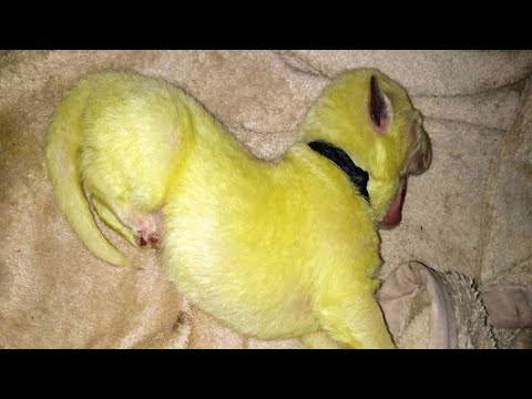 Dog gives birth to lime green puppy