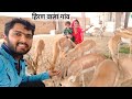 [182] Amazing Rajasthan Village life Deer | rabbit | desert