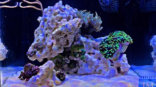 Adding Corals to Nano Reef Tank No Skimmer
